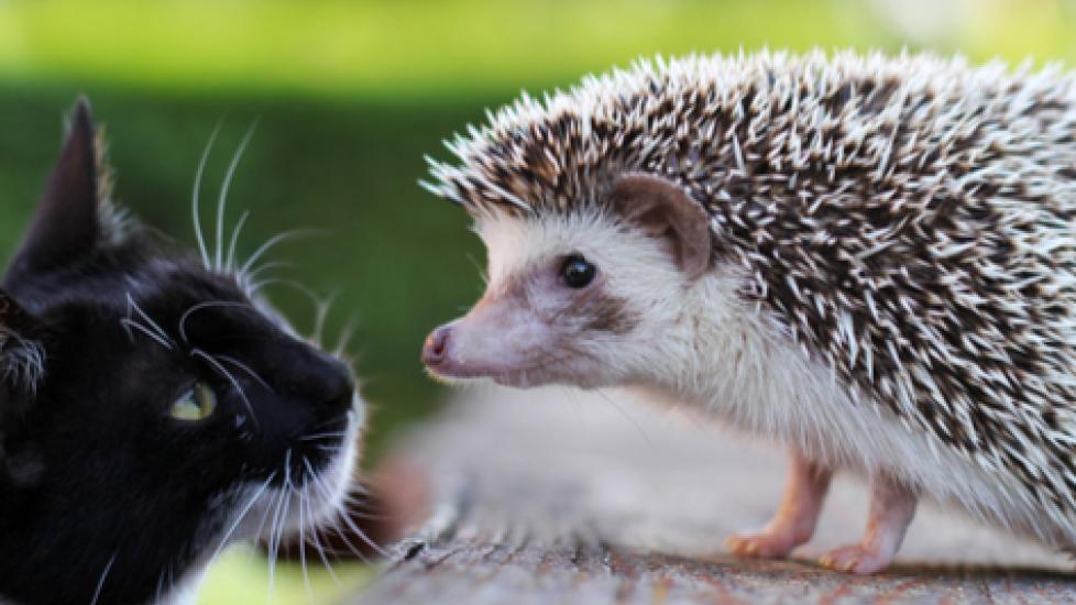 Can Cats Live with Small Animals? PetMD